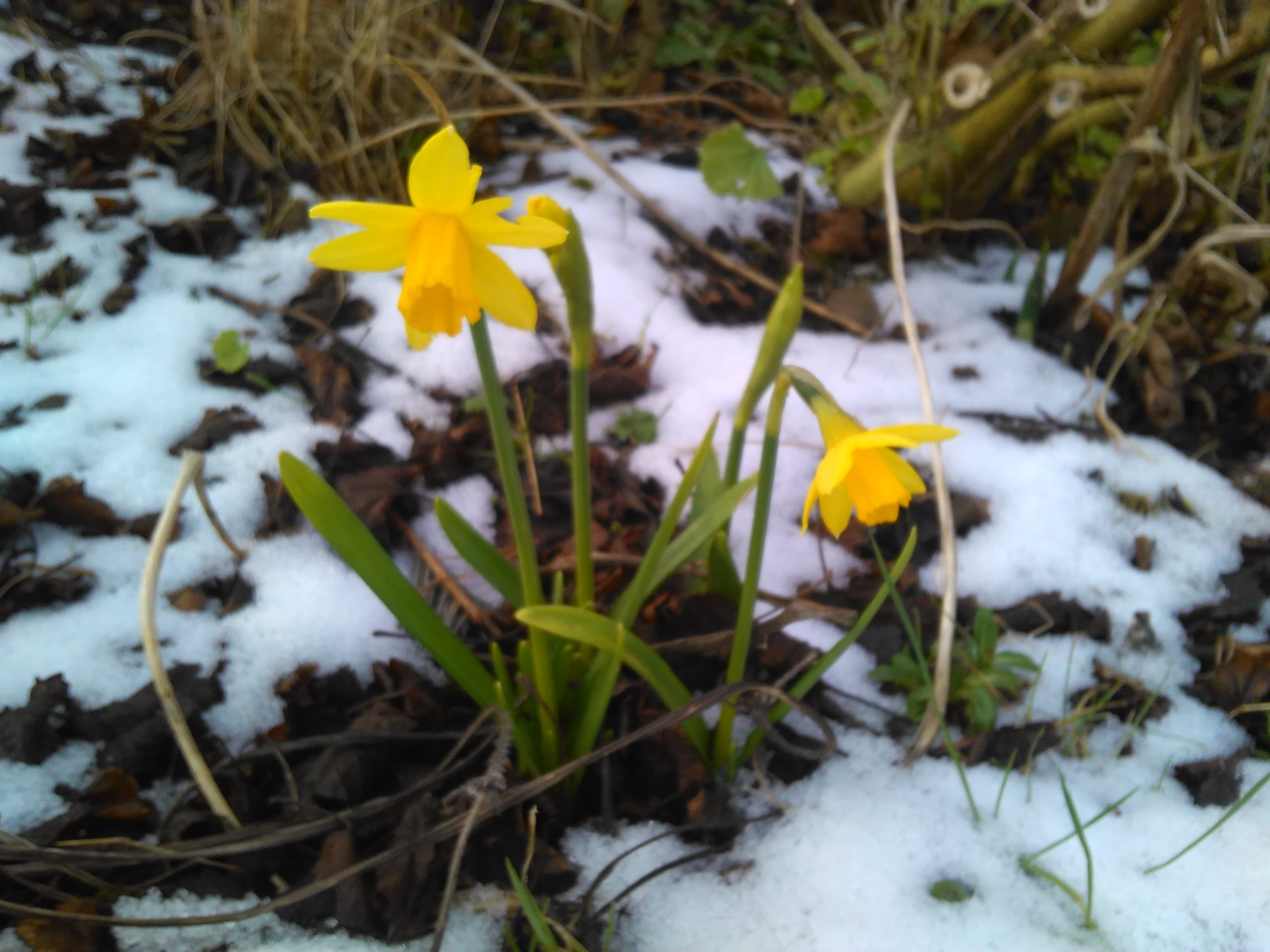 Daffs in snow, Gabrielle Barnby, Living Orkney, writer