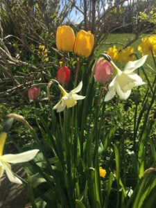 Spring flowers, Culture Collective Blog, Gabrielle Barnby, Orkney