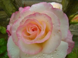 Blide rose - Gabrielle Barnby